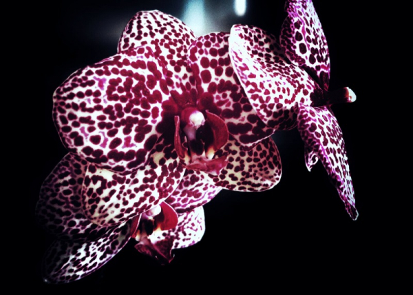 Почему орхидея цветет не как на картинке